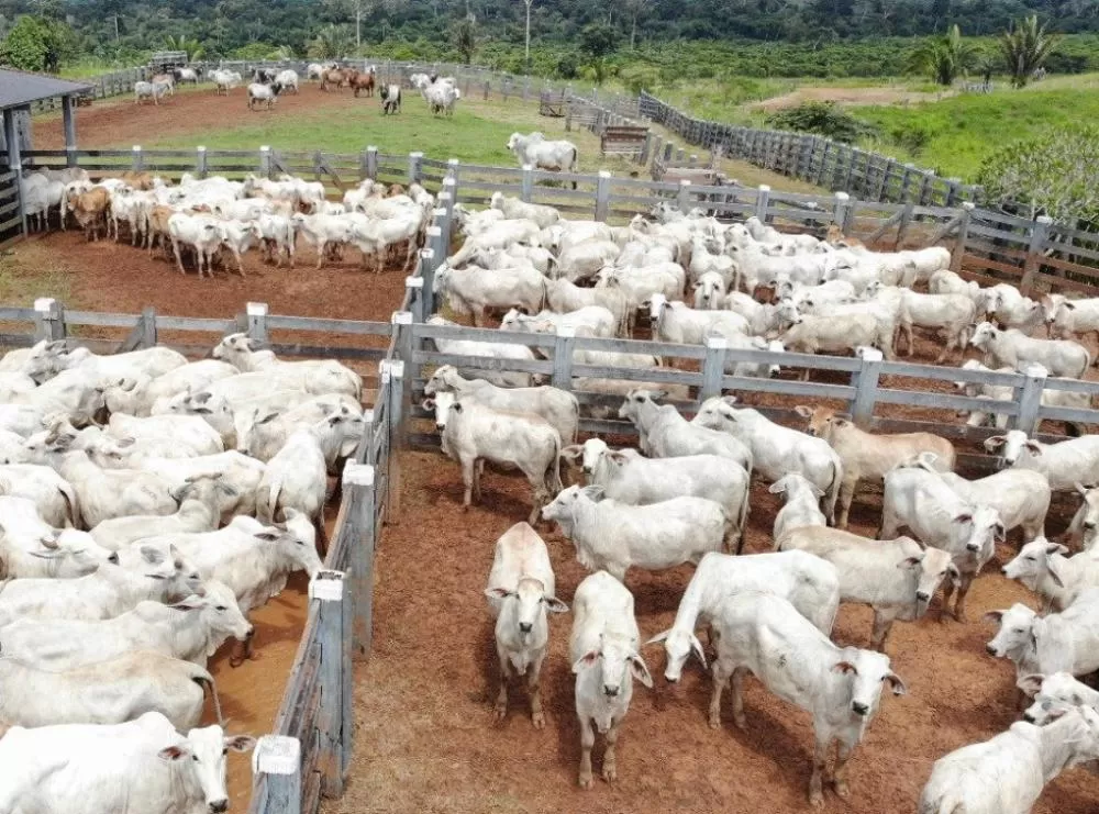 BOI: Indicador sobe 3% na 1ª dezena, mas pecuaristas esperam maiores altas
