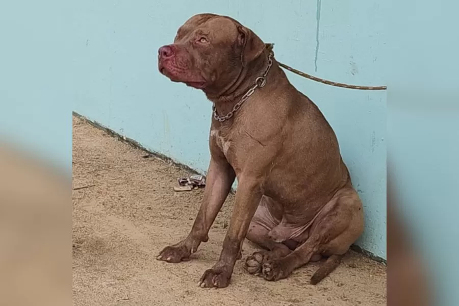 Discussão entre vizinhos por causa de cães termina em briga generalizada