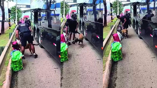 Vídeo: Polícia Cacoal: Militar Confirma Apreensão de 22 Kg de Maconha em Ônibus na BR-364
