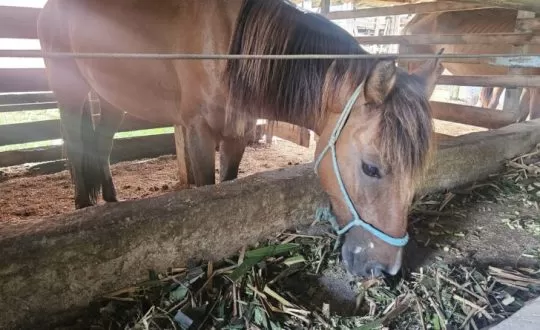 Cacoal: Animal Resgatado em Estado de Maus-Tratos Mobiliza População e Autoridades