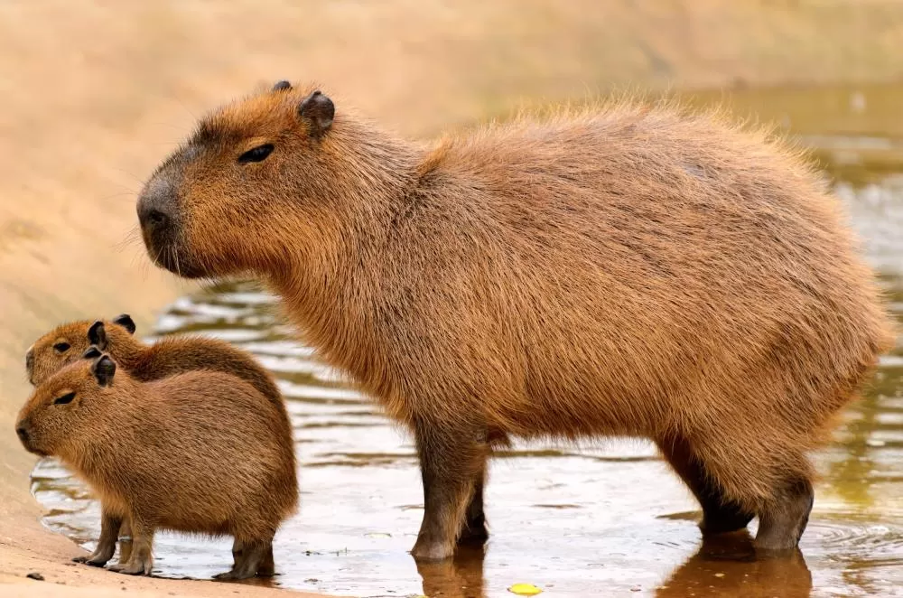 Capivara é Resgatada em Cacoal Após se Abrigar em Lanchonete no Centro 