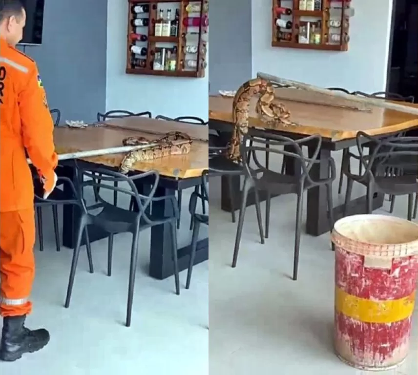 Jiboia que parece gostar de vinho é encontrada sobre adega no Greenville, em Cacoal