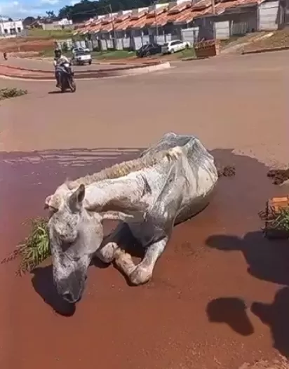 Cavalo Atropelado no Anel Viário de Cacoal é Resgatado com Ajuda da SEMMA e Comunidade