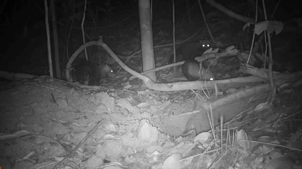 Vídeo: Cacoal é palco de raro avistamento de cachorro-vinagre, espécie criticamente ameaçada