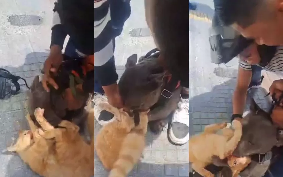 Tutor de Cachorro em Cacoal é Condenado a Pagar Indenização Após Pet Matar Gato de Vizinho