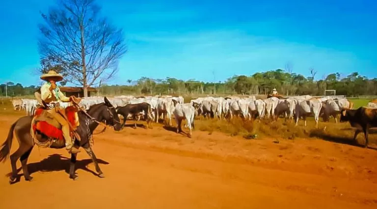 Produtores têm até 31 de maio para declarar rebanhos em Rondônia; sistema online da Idaron já registra 38% de adesão