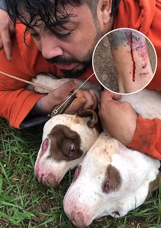  Vídeos impactantes – Professor de Muay Thai é atacado por Pitbulls e imobiliza os cães com técnica de luta corporal