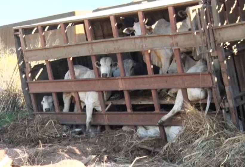 Vídeo: Desastre na BR-364 em Cacoal: Carreta com Bois Tomba, Animais Morrem e Trânsito Fica Caótico