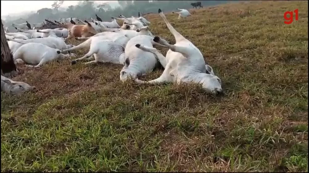 Vídeo: Raio cerca de 16 cabeças de gado em Espigão do Oeste e imagens chocantes viralizam nas redes