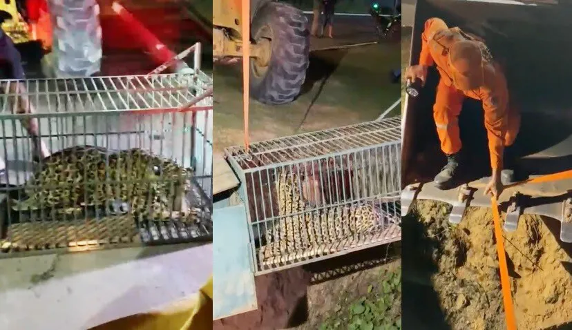 Vídeo: Terror Noturno em Ji-Paraná: Onça-Pintada Que Aterrorizava Moradores é Capturada em Operação Tensa dos Bombeiros