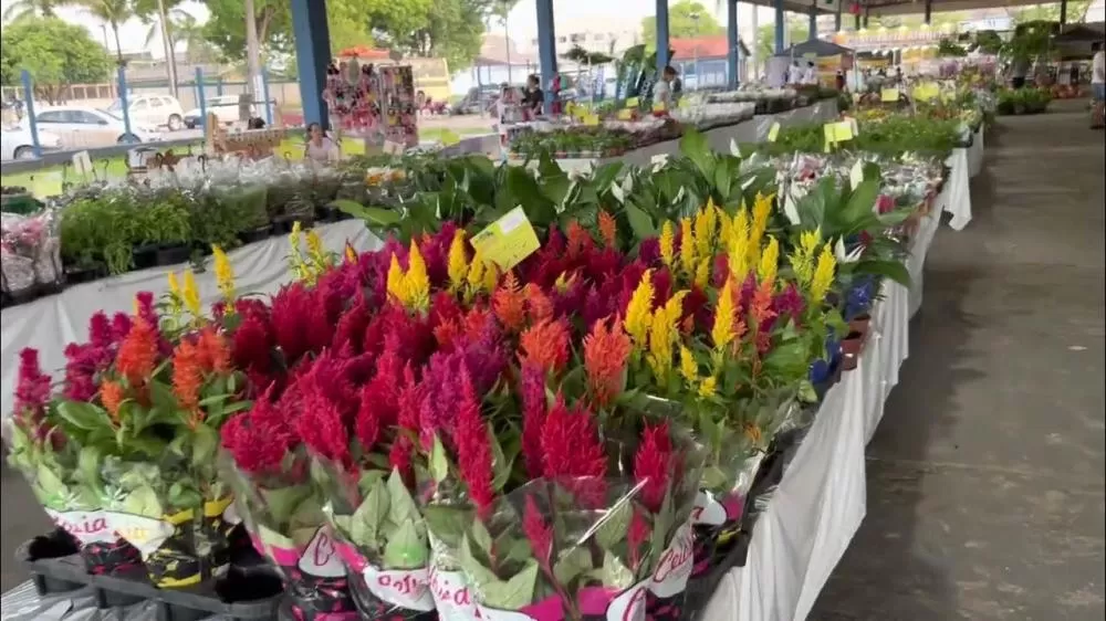 Confirmado o 16º Festival de Flores de Holambra em Ji-Paraná