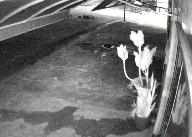 Tentativa de Feminicídio em Cacoal em vídeo: Wilson Reis Atira na Ex-Esposa, Foge e Polícia Faz Caçada Implacável