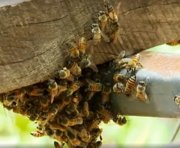 Enxame Mortal invade Oficinas em Cacoal: Quatro Cães Morrem e Grávida é Hospitalizada após ataque Brutal de Abelhas