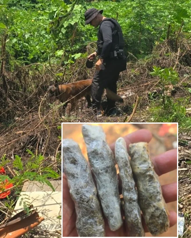 Cacoal em Alerta: 4º BPM da Polícia Militar Estoura Esconderijo de Drogas em Quintal de Residência na Rua Joaquim Turini