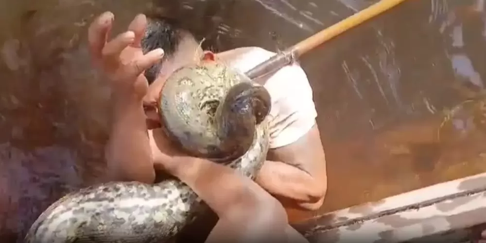 Vídeo: Homem Morde Sucuri para Escapar de Ataque e Viraliza nas Redes