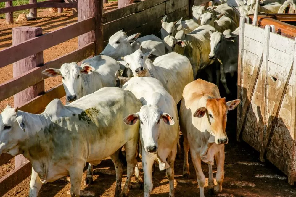 Conheça o Novo Requisito para Declaração de Rebanho em Rondônia à Partir de Novembro