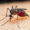 sao-paulo-tem-dois-registros-de-infeccao-por-malaria