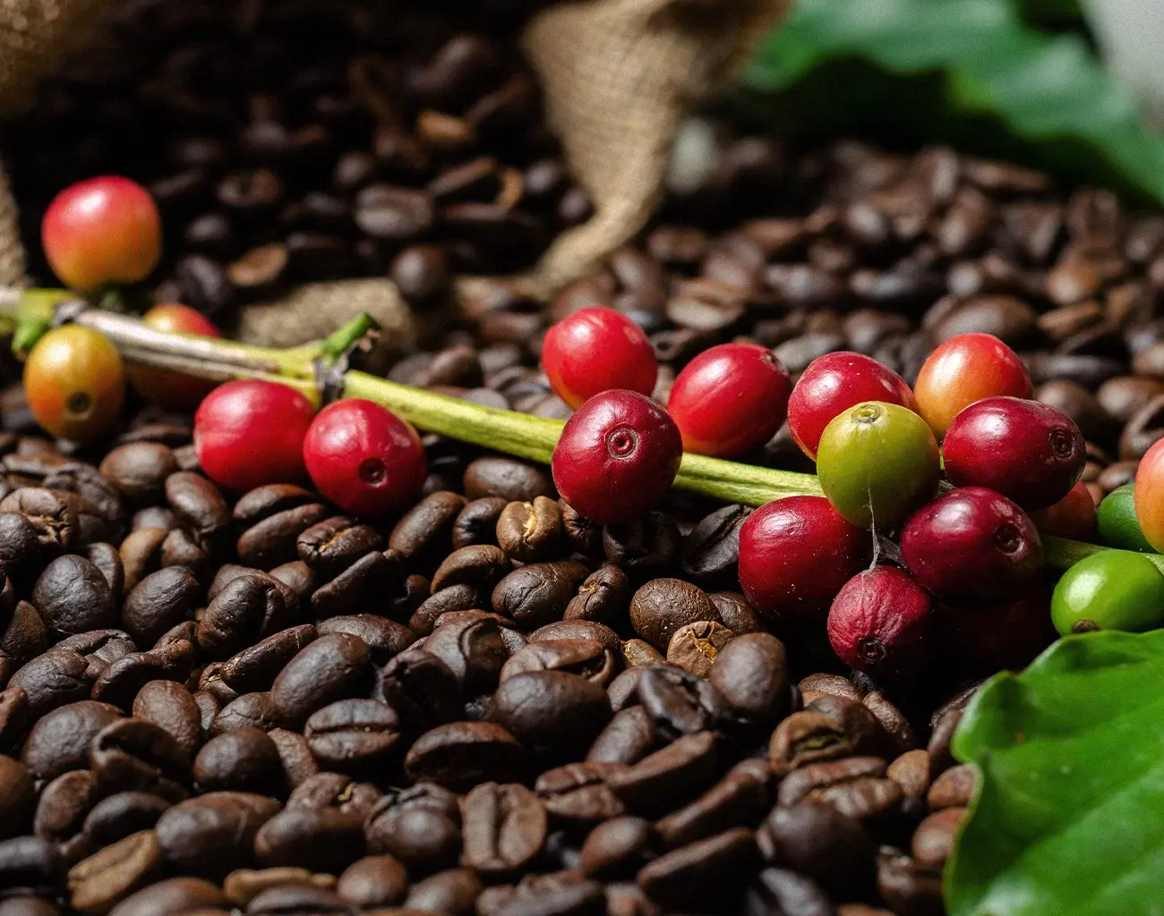 Preço do café: estabilidade em Cacoal e aumento em São Paulo